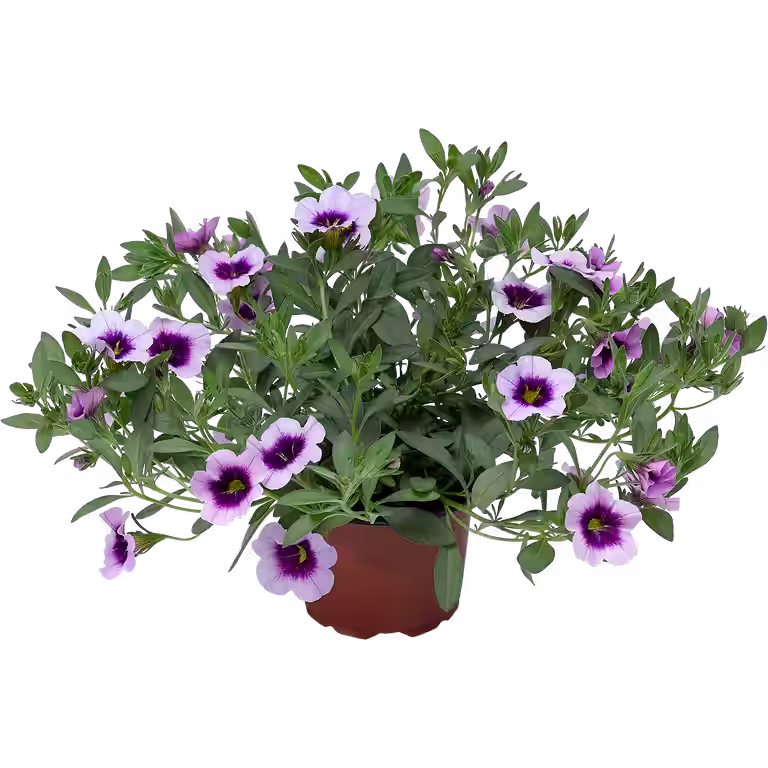 Småpetunia