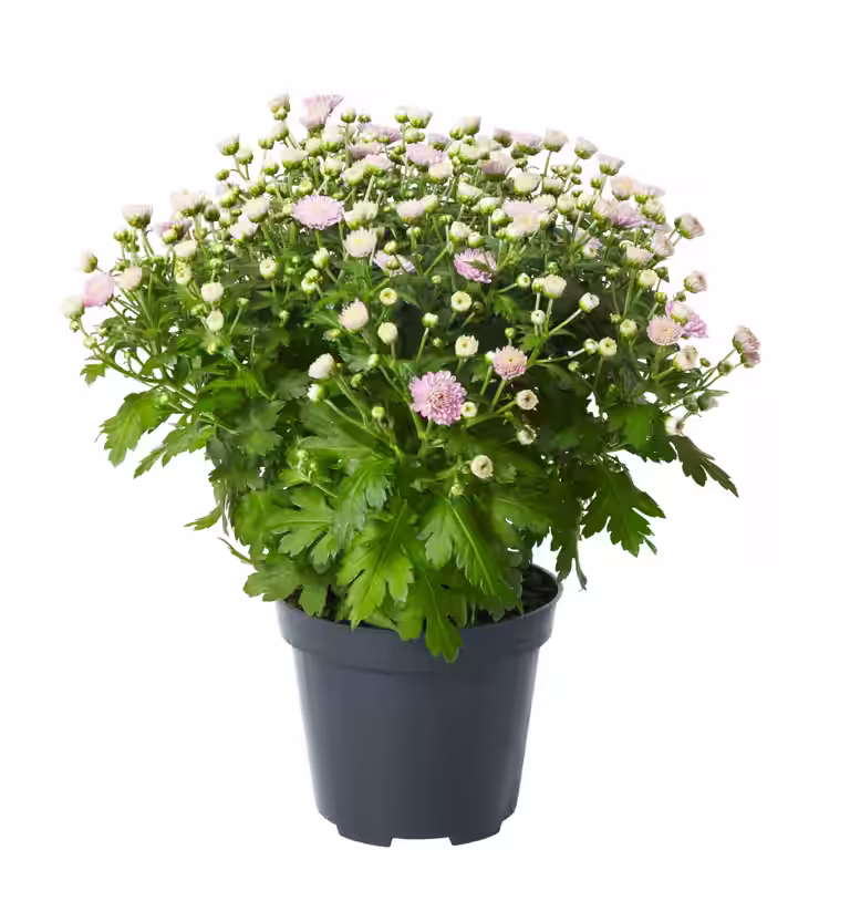 Frilandskrysantemum