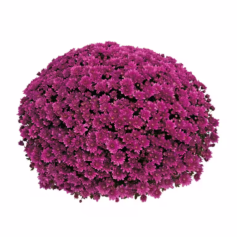 Frilandskrysantemum