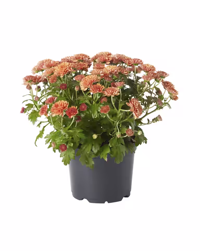 Frilandskrysantemum