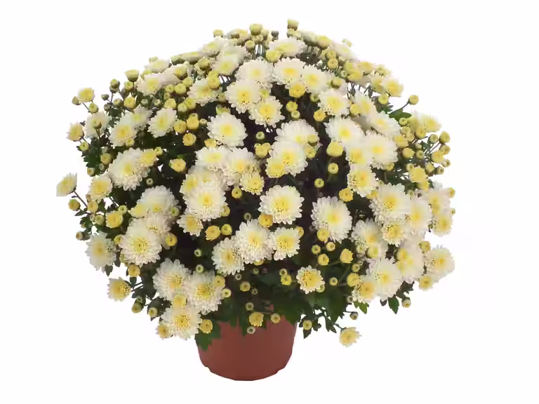 Frilandskrysantemum