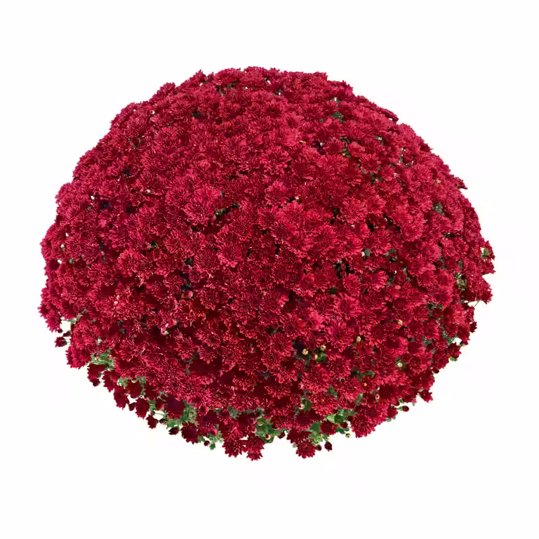 Frilandskrysantemum