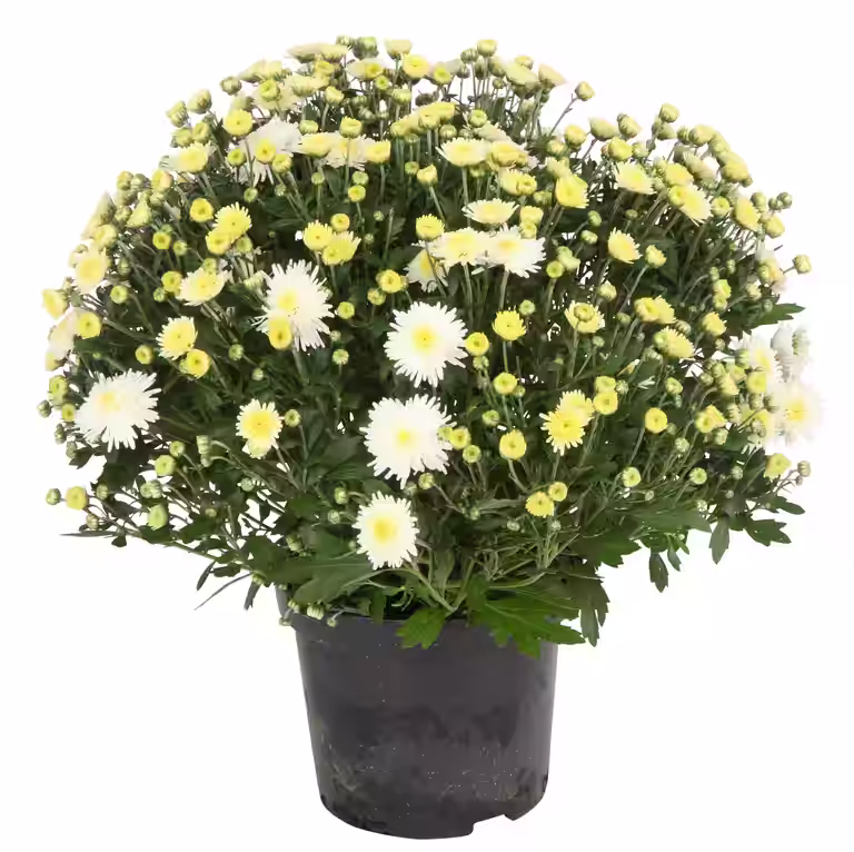 Frilandskrysantemum