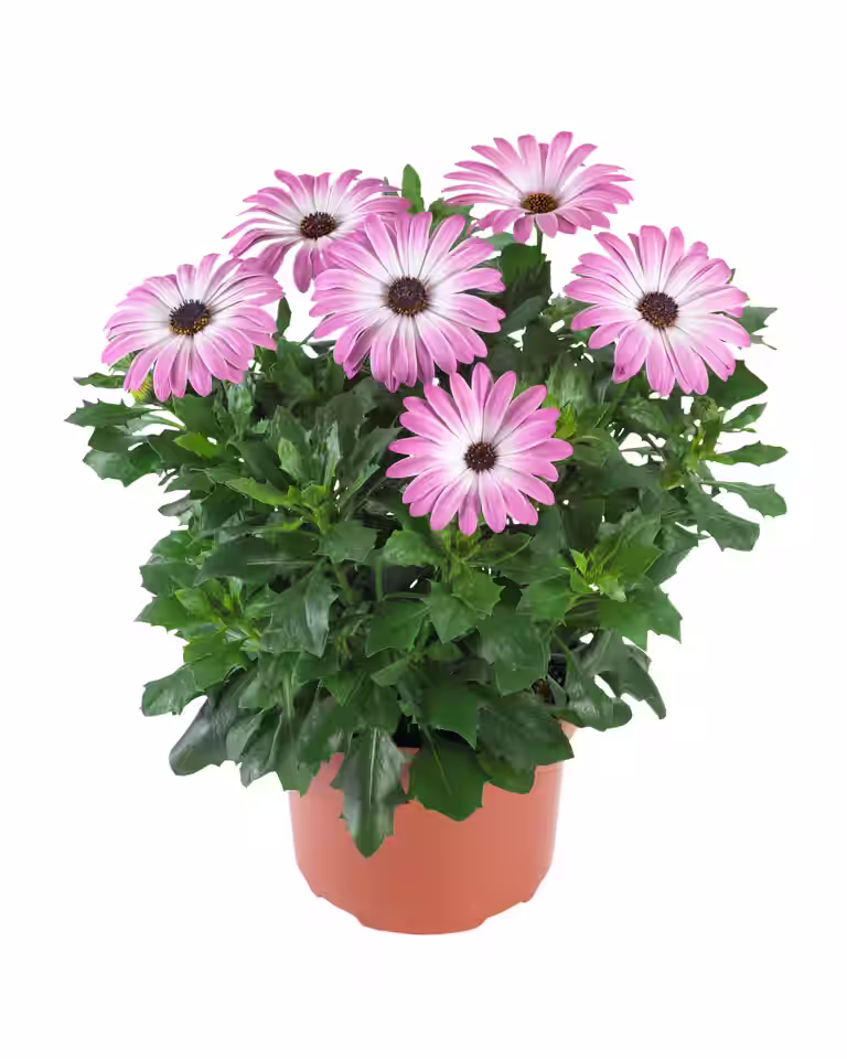 Osteospermum Pink 19 cm