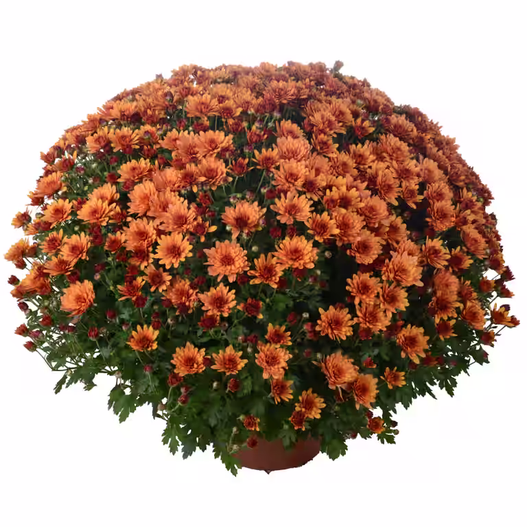 Frilandskrysantemum
