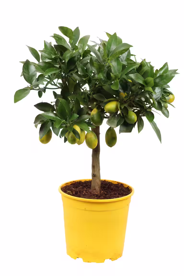 Citrus Limequat stem 19 cm