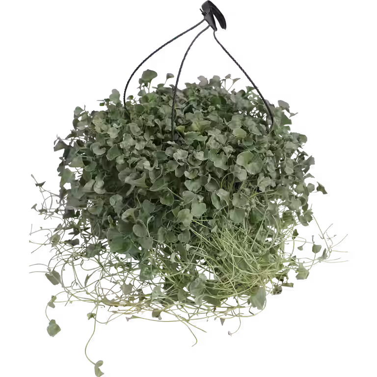 Dichondra 'Silverfall'  h. basket 25 cm