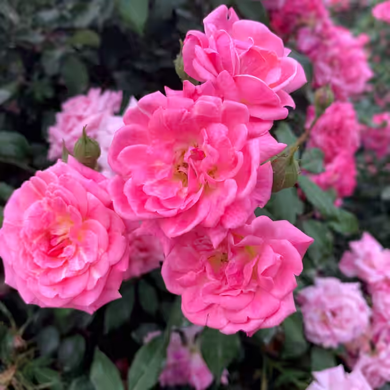 Rosa ROMANZE 3L