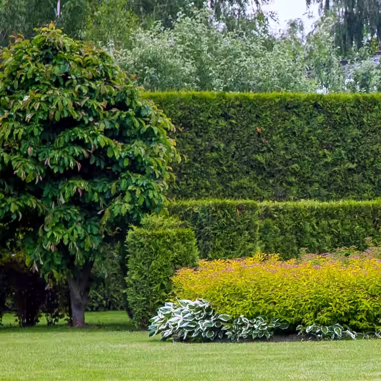 Thuja occ. 'Brabant' 80-100cm 5L
