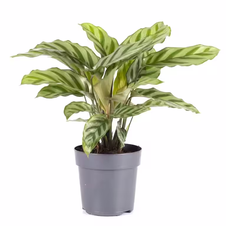 Calathea 'Freddie'