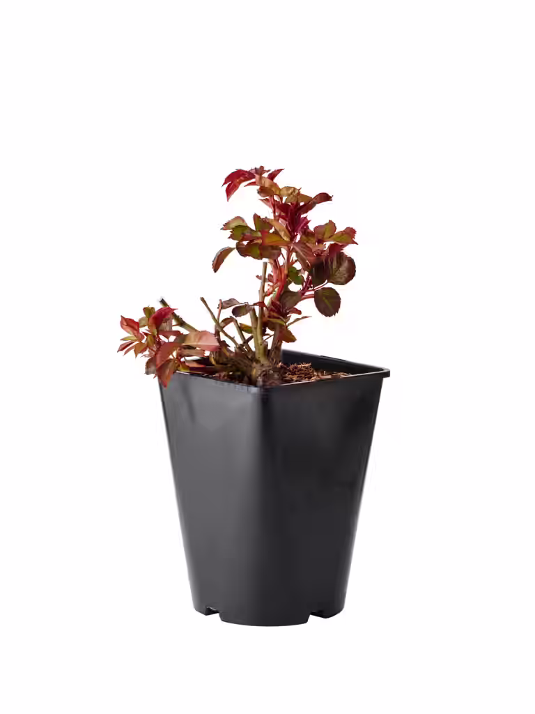 Rosa 'Europeana' 3L