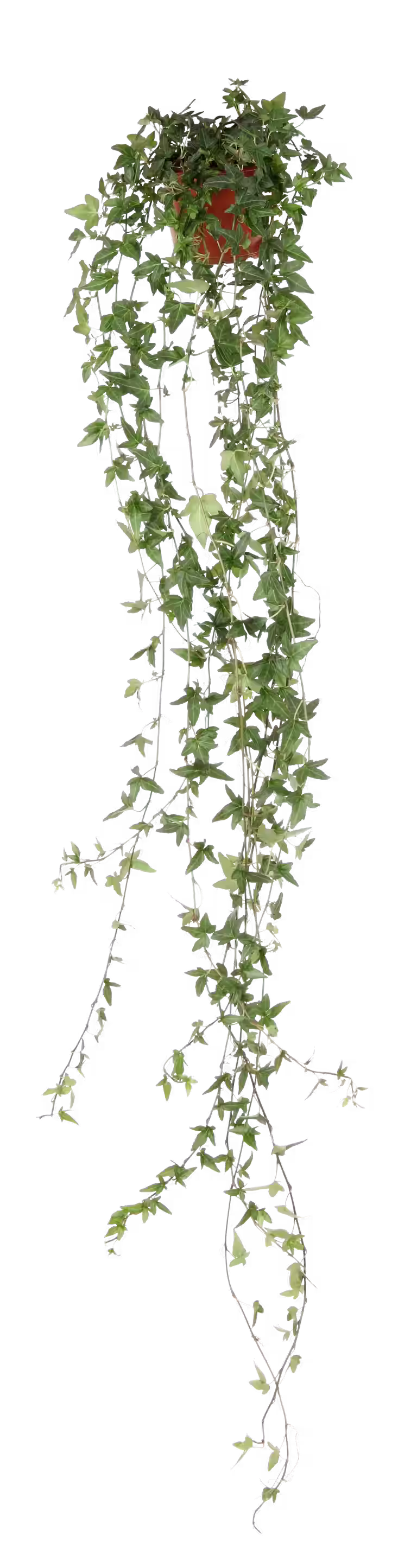 Hedera helix long ranks 12 cm