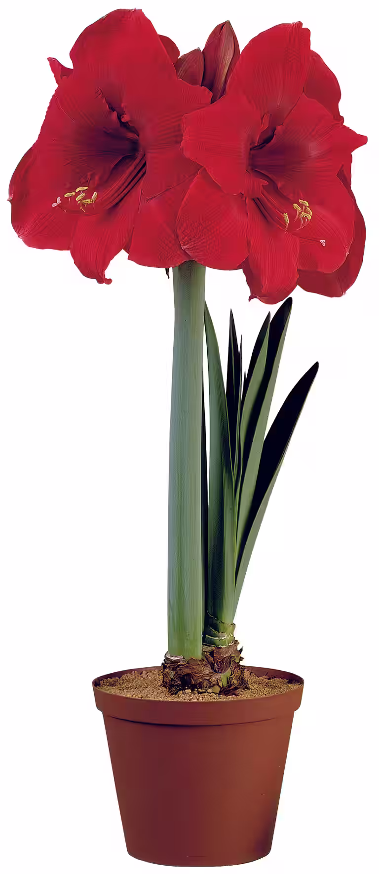 Amaryllis