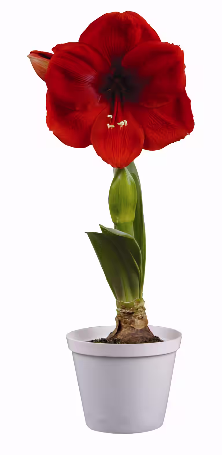 Amaryllis 'Cayenne'