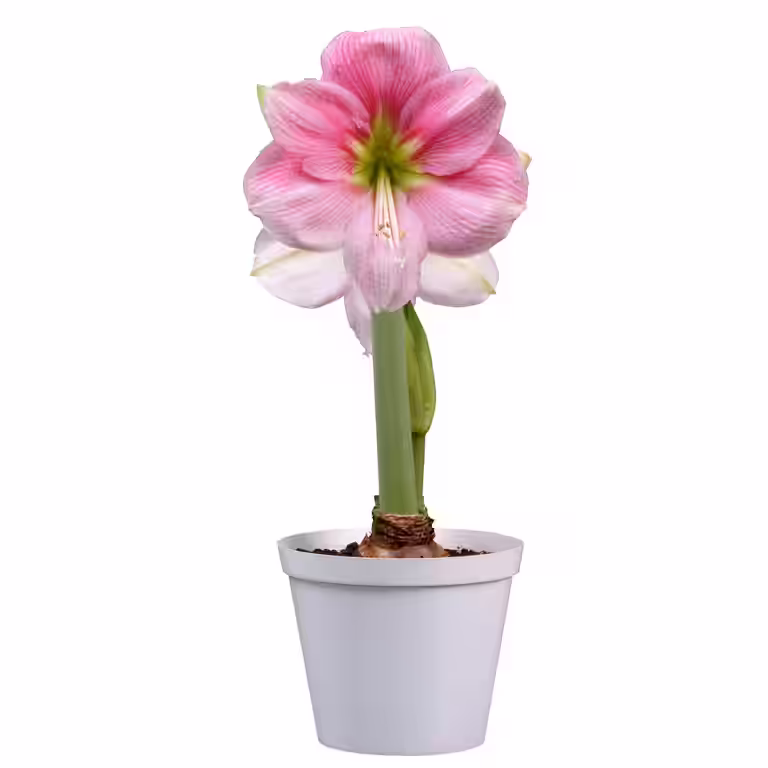 Amaryllis 'Blushing Bride'