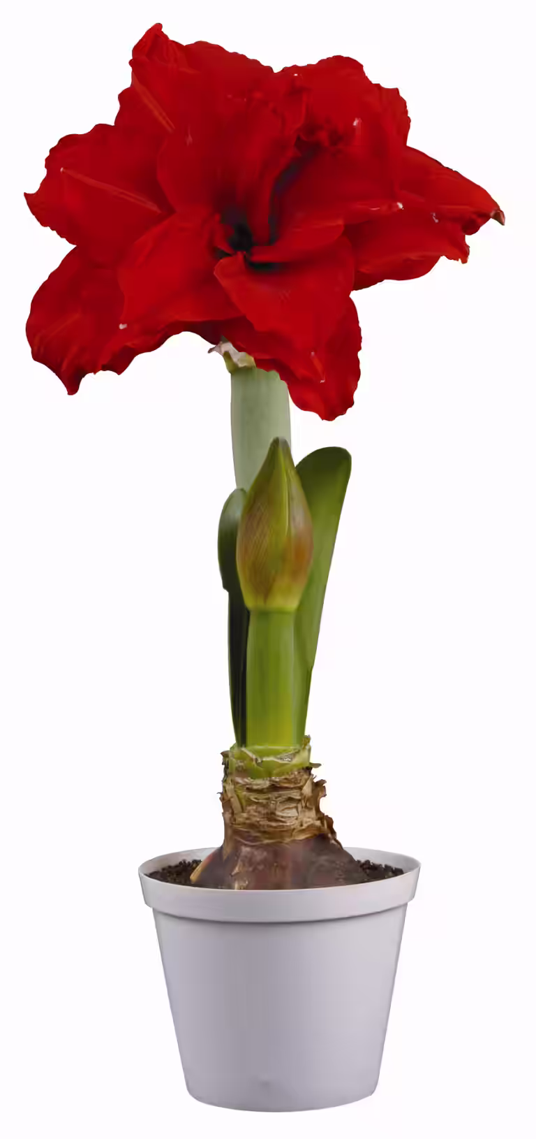 Amaryllis 'Inferno'