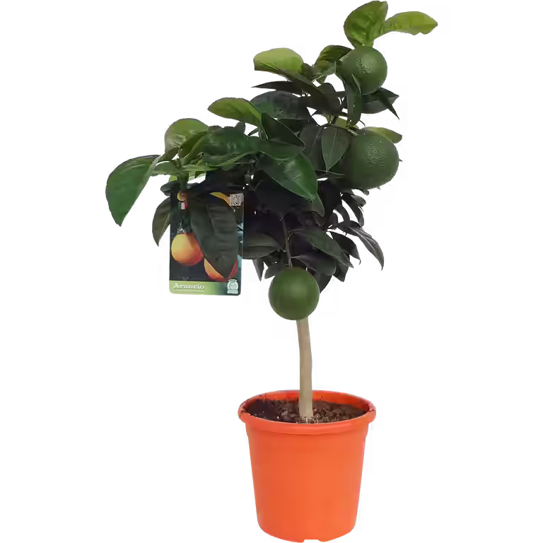 Citrus Arancio stem 21 cm