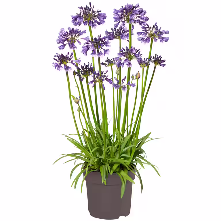 Agapanthus 'Popping Purple'