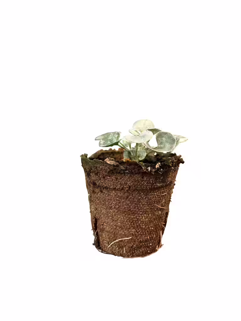 Dichondra 6 cm