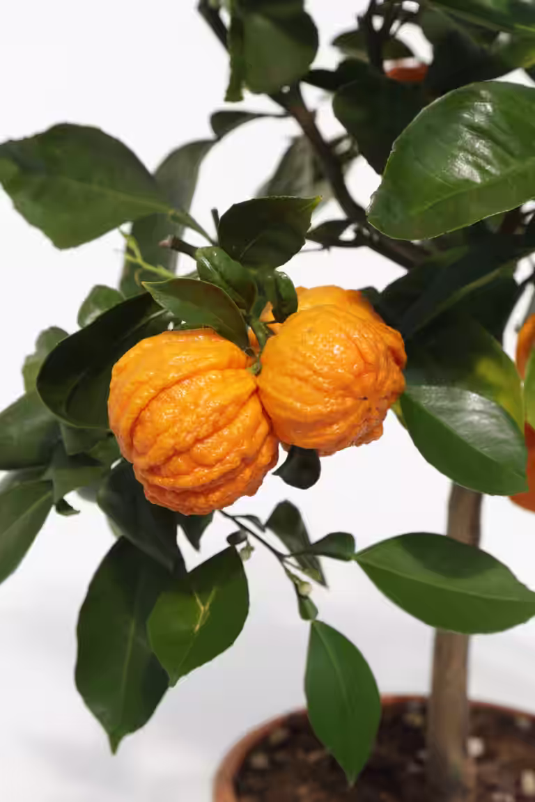 Citrus Arancio 'Corrugata' stem 19 cm