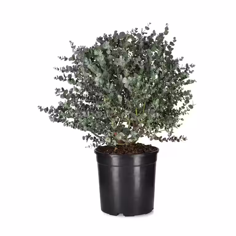 Sølveukalyptus