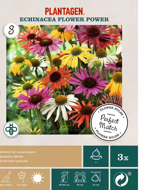 Perfect Match - Echinacea Flower Power