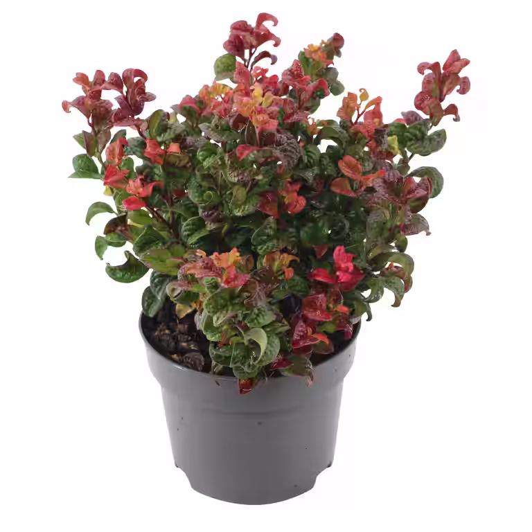 Leucothoe ax. ‘Curly Red' 17 cm
