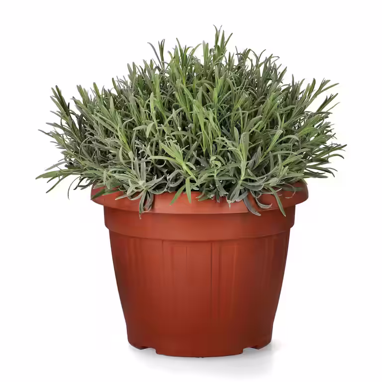 Lavandula officinalis 30 cm