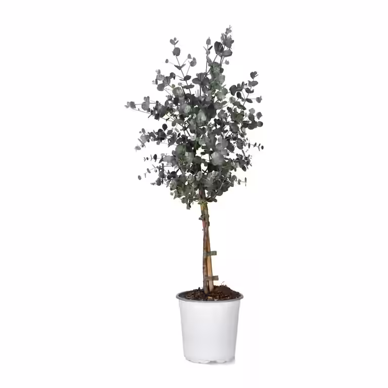 Eucalyptus g. stem 17 cm