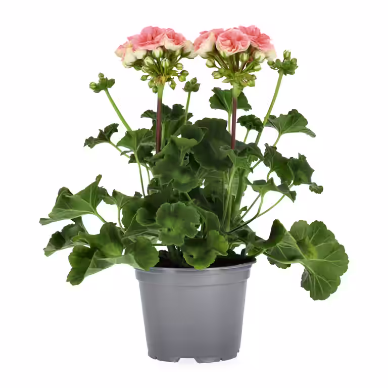 Pel. z. 'Astrid' 14 cm