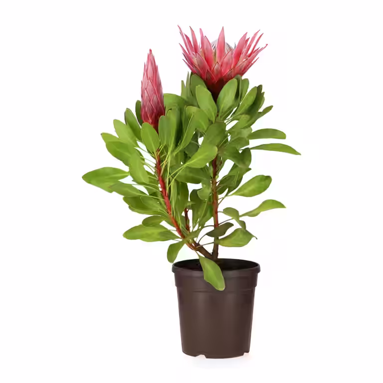 Protea 'Little Prince' 17 cm