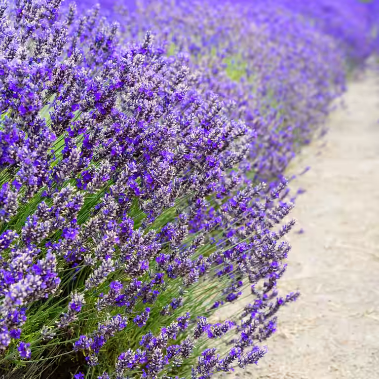 Lavandula ang. 'Essence Purple' 21cm