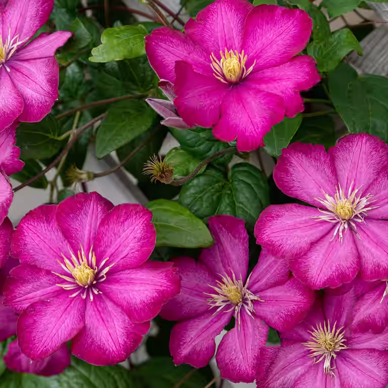 Clematis 'Ville de Lyon' 15cm