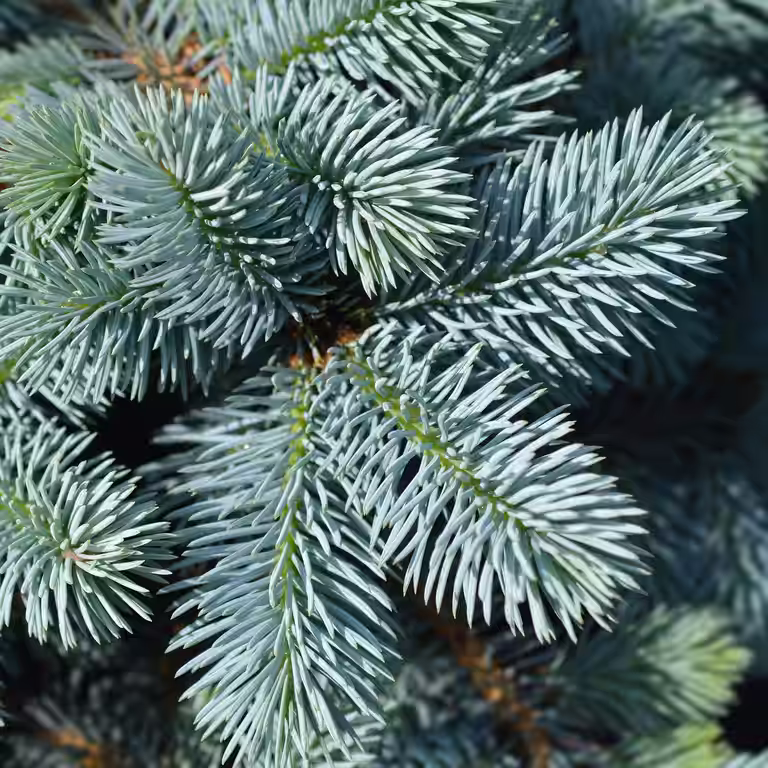 Blågran 'Glauca Globosa' på stamme