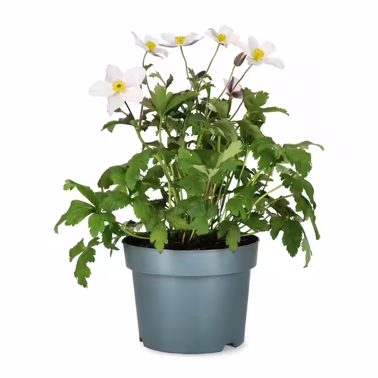 Anemone Wild Swan 19cm