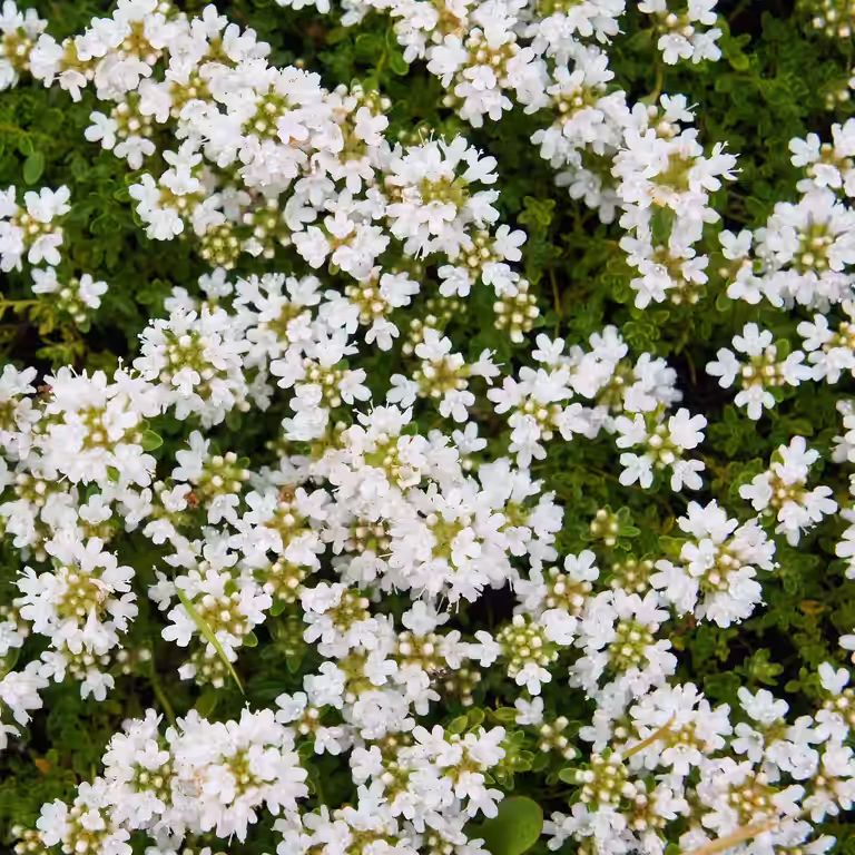 Thymus serpyllum 'Albus' 10,5cm