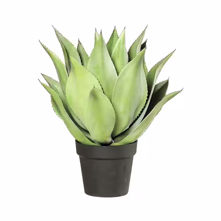 Agave in pot H54 green