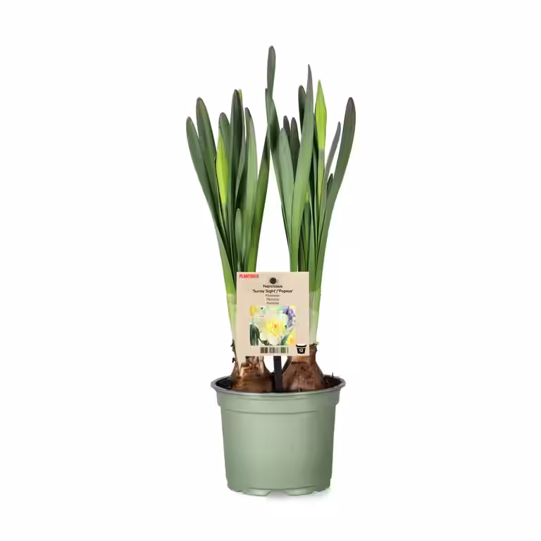 Narcissus 'Sunny Light' 12 cm