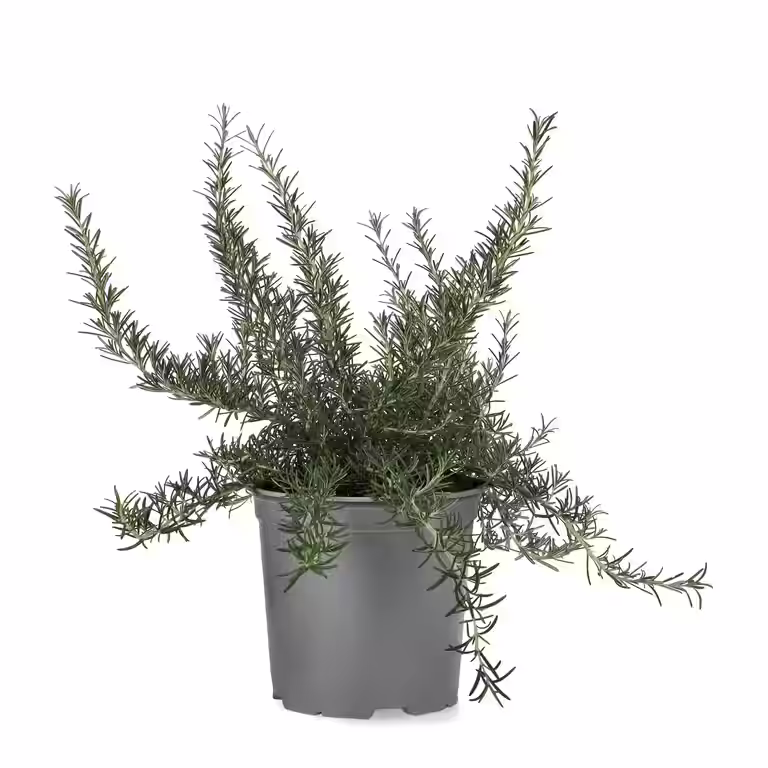 Rosmarin ‘Prostratus’