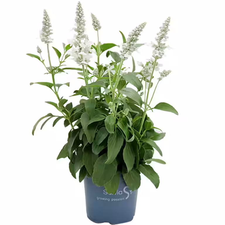 Salvia farinacea White 12 cm