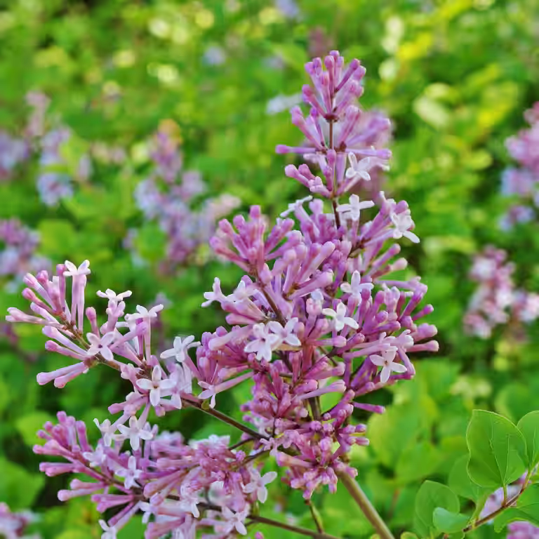 Syringa BLOOMERANG® PINK PERFUME 19cm