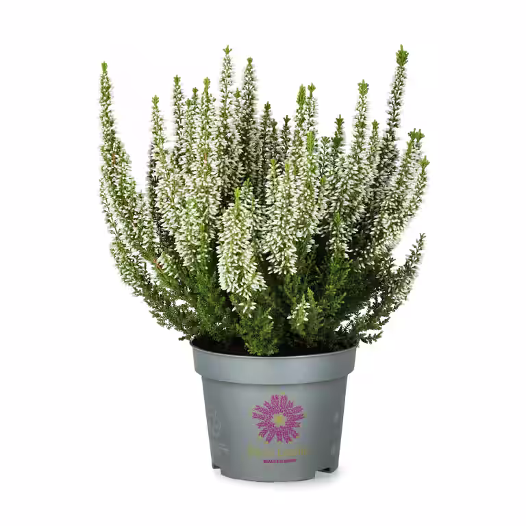 Røsslyng BEAUTY LADIES 'First Lady'