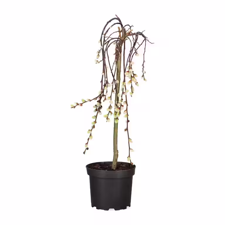 Hengeselje 'Kilmarnock'
