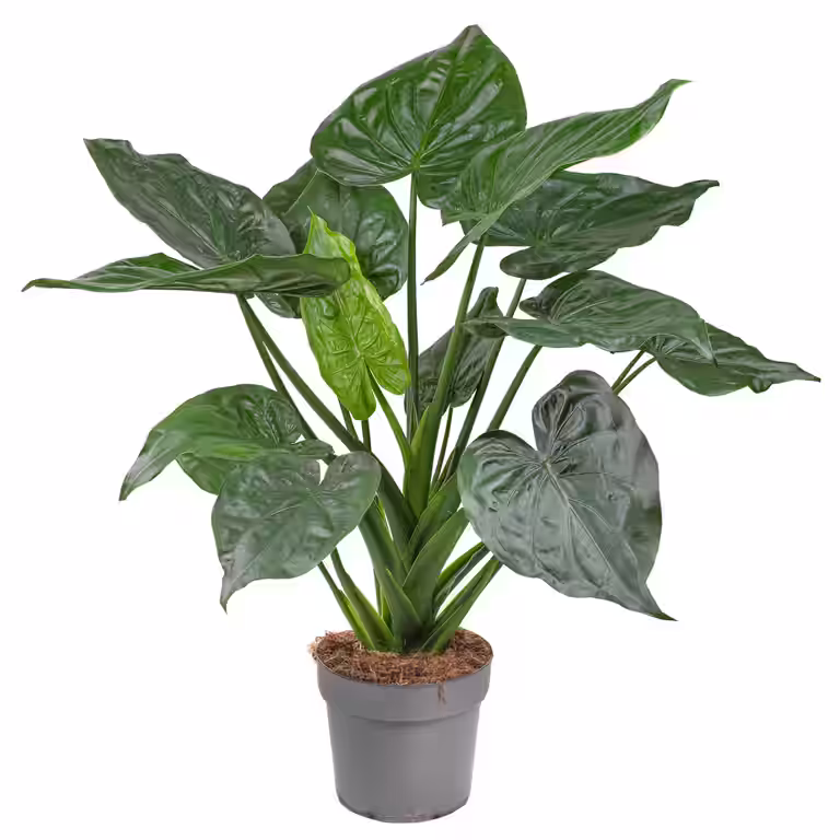 Alocasia cucullata