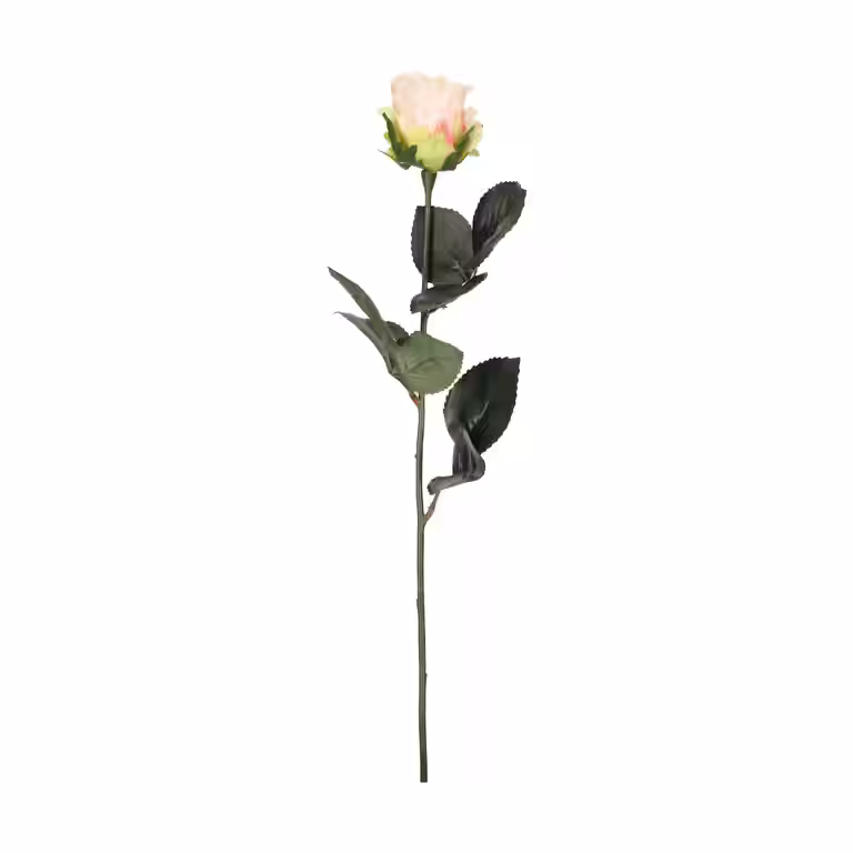 Rose cut flower H43 pink