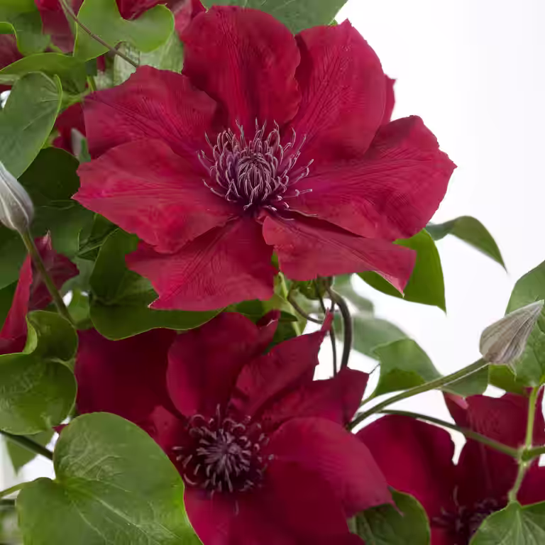 Clematis BOULEVARD® NUBIA™ rack 15cm