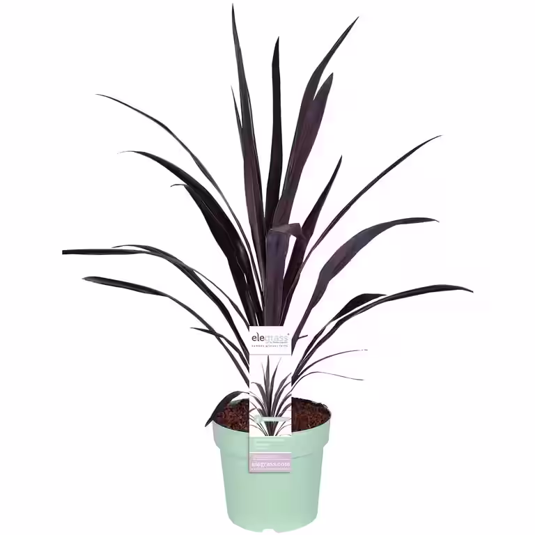 Cordyline 'Superstar' 23 cm