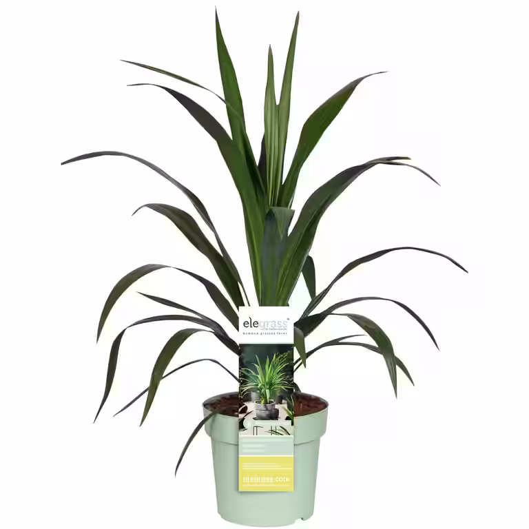 Cordyline 'Emerald star' 23 cm