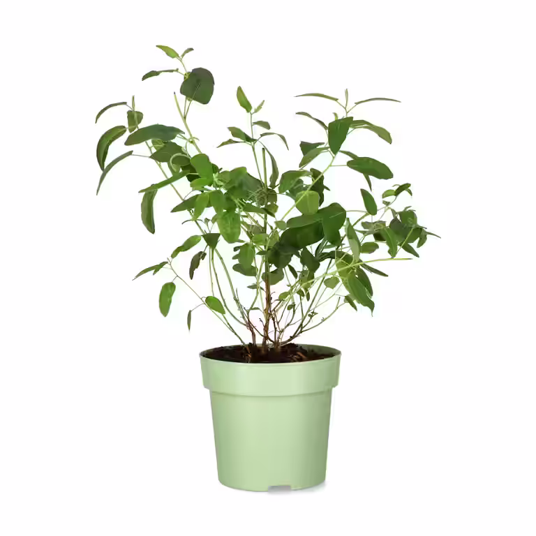 Sitroneucalyptus