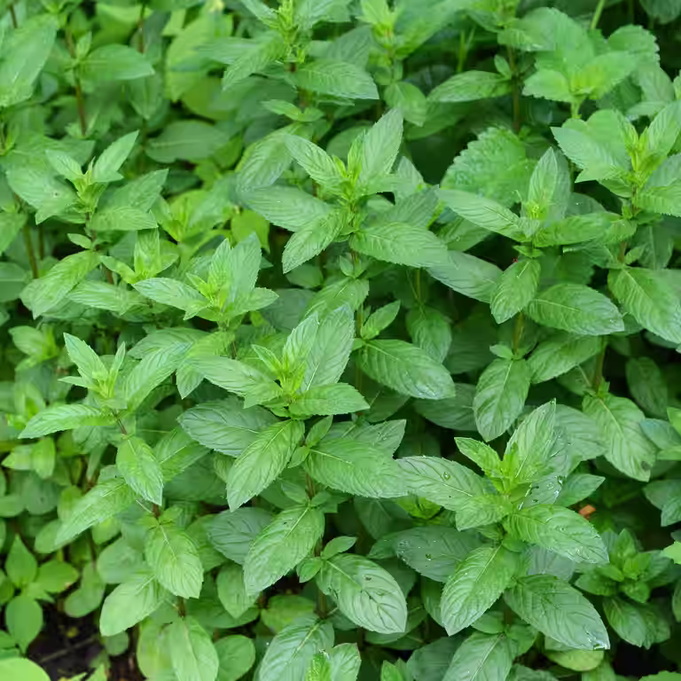 TEA Mentha pip. 'Mandarin'